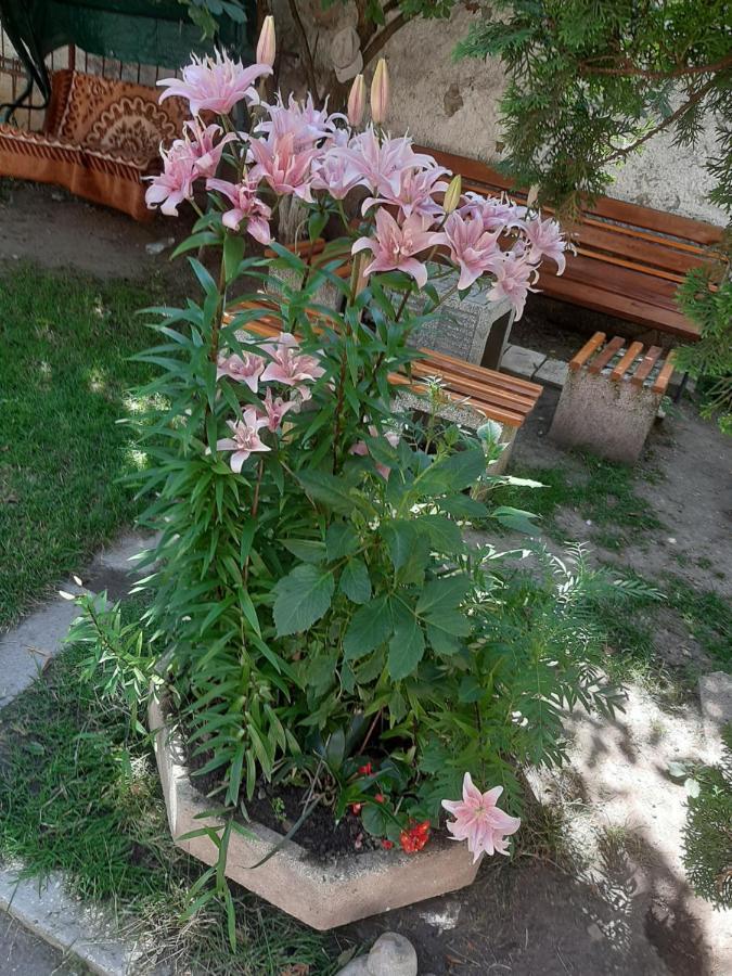 Pensiunea Magnolia Prejmer Dış mekan fotoğraf
