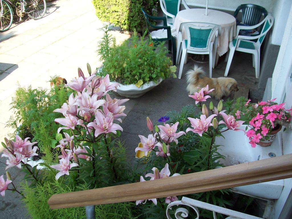 Pensiunea Magnolia Prejmer Dış mekan fotoğraf