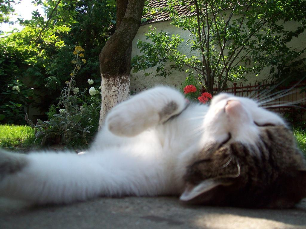 Pensiunea Magnolia Prejmer Dış mekan fotoğraf