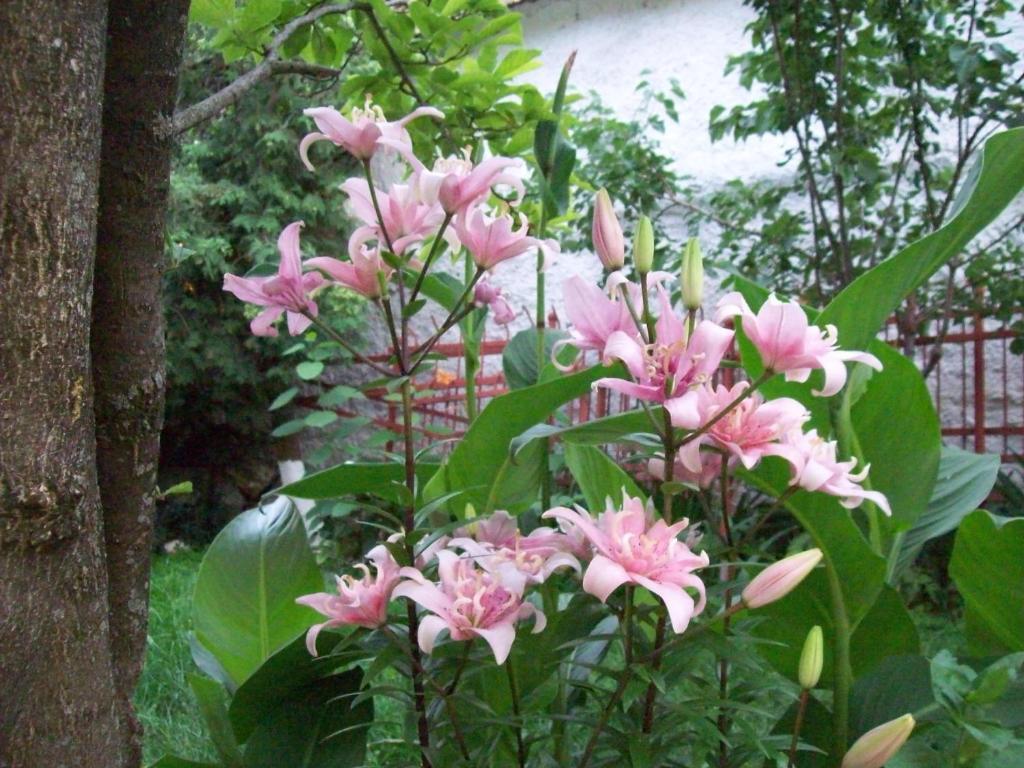 Pensiunea Magnolia Prejmer Dış mekan fotoğraf